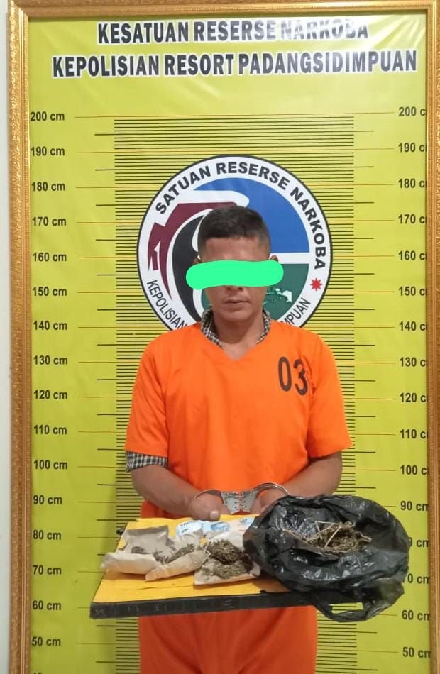 Satresnarkoba Padangsidimpuan berhasil Ungkap Peredaran Narkotik di Aek Tampang, Seorang Tersangka diTangkap dengan Barbut Ganja 20,95 Gram