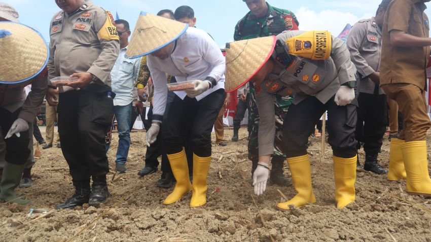 Kapolresta Deli Serdang Bersama Forkopimda Deli Serdang melaksanakan Penanaman jagung Serentak Seluruh Indonesia