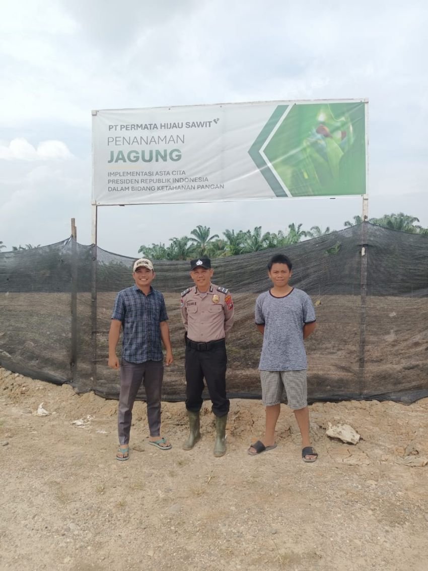 Personil Polsek Sosa Rutin Cek Lahan Ketapang Di Lokasi Kebun PT PHS Papaso