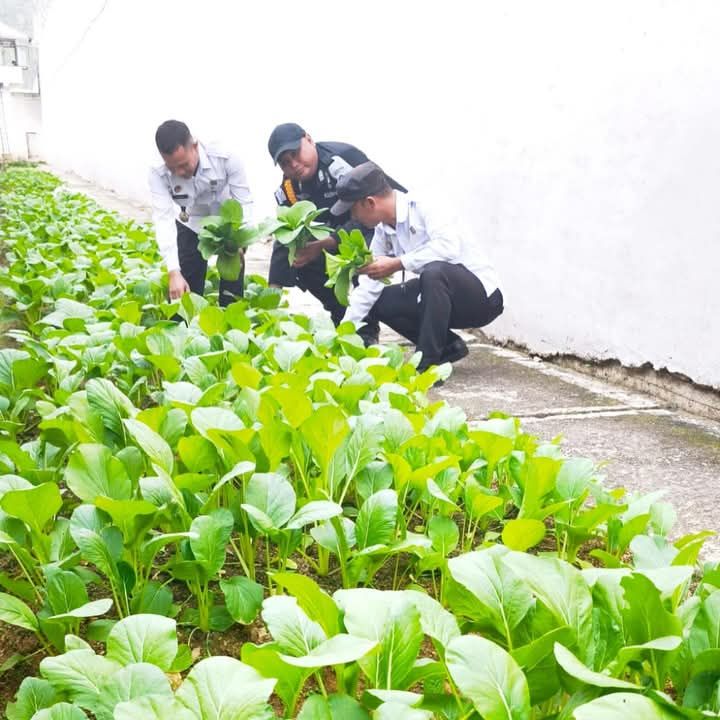 Dukung Program Akselerasi Menteri Imigrasi dan Pemasyarakatan, Lapas Padangsidimpuan Panen Sayuran