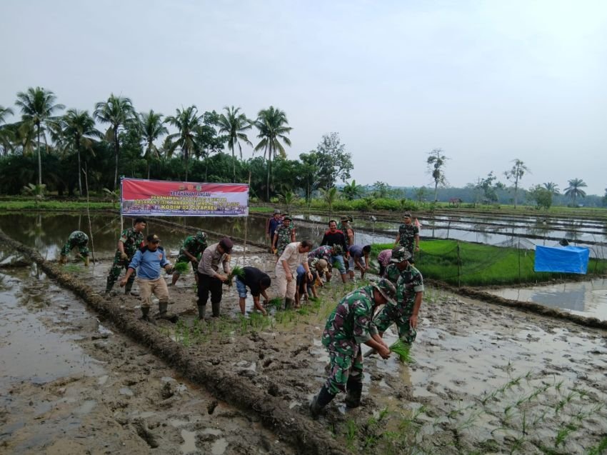 TMMD ke-123 Kodim 0212/Tapsel Dorong Produktivitas Pertanian di Kabupaten Palas