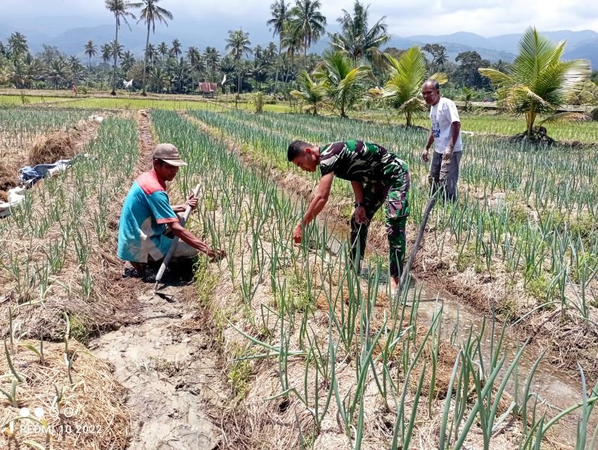 Kisah Inspiratif Kopda Teguh Pane: Satgas TMMD ke-123 Kodim 0212/Tapsel yang Membantu Warga Desa Pintu Padang Palas Bangun Harapan Baru