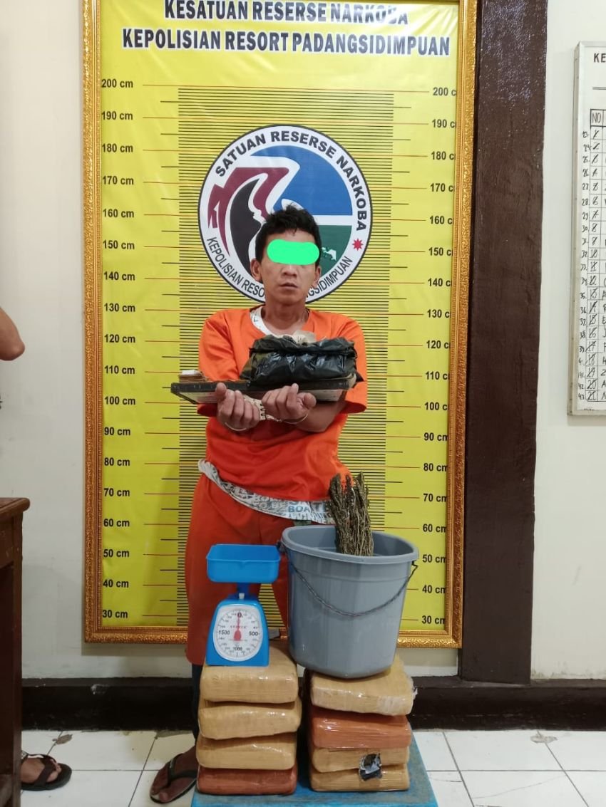 Satresnarkoba Polres Padangsidimpuan Tangkap Pengedar Ganja, Amankan Barbut Hampir 10 Kg