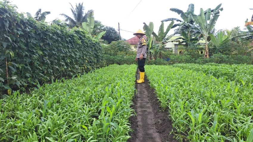 Polsek Sosa Polres Palas Rutin Cek dan Lahan Pekarangan Gizi diwilkumnya.