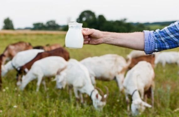 Etawalin, Susu Kambing Bernutrisi Tinggi Terus Berinovasi Demi Masyarakat Kuat dan Sehat