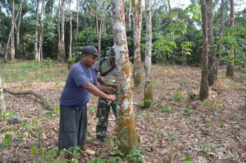 Belajar Menderes Getah Karet: Kisah Satgas TMMD ke 123 dan Warga Desa Pintu Padang yang Menyatukan Ilmu dan Kebersamaan