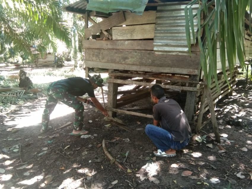 Tak Hanya Bangun Desa, Satgas TMMD ke-123 Kodim 0212/Tapsel Juga Bangun Harapan Peternak Kecil di pintu padang palas