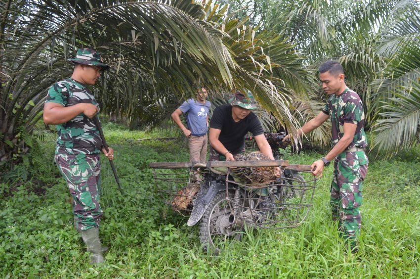Ketulusan Prajurit TNI: Satgas TMMD ke-123 Kodim 0212/Tapsel Membantu Petani Panen Sawit di Pelosok Palas