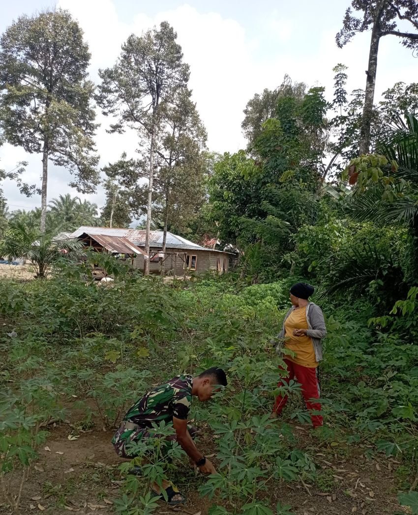 Air Mata Haru Ibu Timas: Satgas TMMD ke 123 Kodim 0212/Tapsel Bantu Bersihkan Lahan Ubi 3 Hektar di Desa Simanuldang Julu Palas