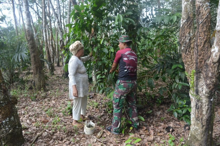 Hangatnya Kebersamaan! Satgas TMMD Ke-123 Kodim 0212/Tapsel Bantu Petani Panen Kopi di Ulu Barumun Palas