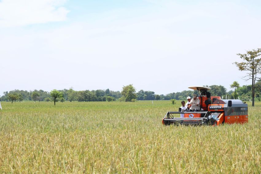 Alhamdulillah, Presiden Prabowo Subianto Saksikan Panen Raya Padi Serentak di 14 Provinsi