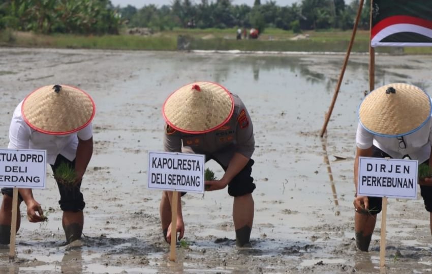Kapolresta Deli Serdang Hadiri Gerakan Tanam Padi Serentak di Desa Pasar Miring