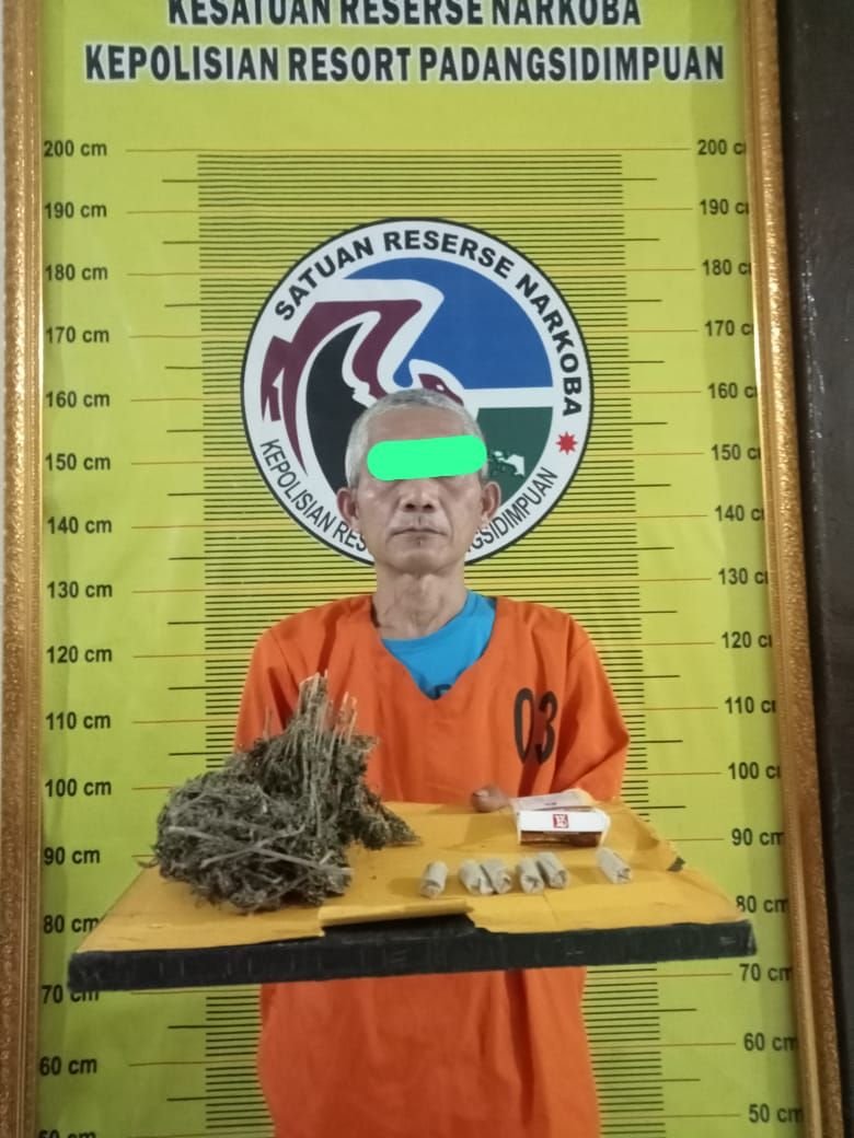 Polres Padangsidimpuan Bekuk Pengedar Ganja, Hampir 100 Gram Barang Bukti Diamankan