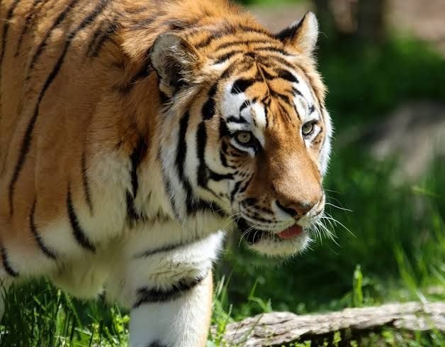 Kejutan di Kebun Karet Padangsidimpuan, Harimau Sumatera Muncul di Desa Pudun Jae