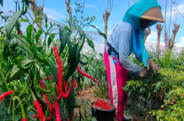 Bank Indonesia Sukses Bina Kelompok Tani Tanam Cabai Menggunakan Microbacter Alfaafa -11