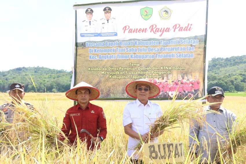 Panen Raya 6,5 Ton di Pargarutan Jae Tapsel, Gus Irawan Pasaribu : Bukti Petani kita mampu Jaga Produktivitas