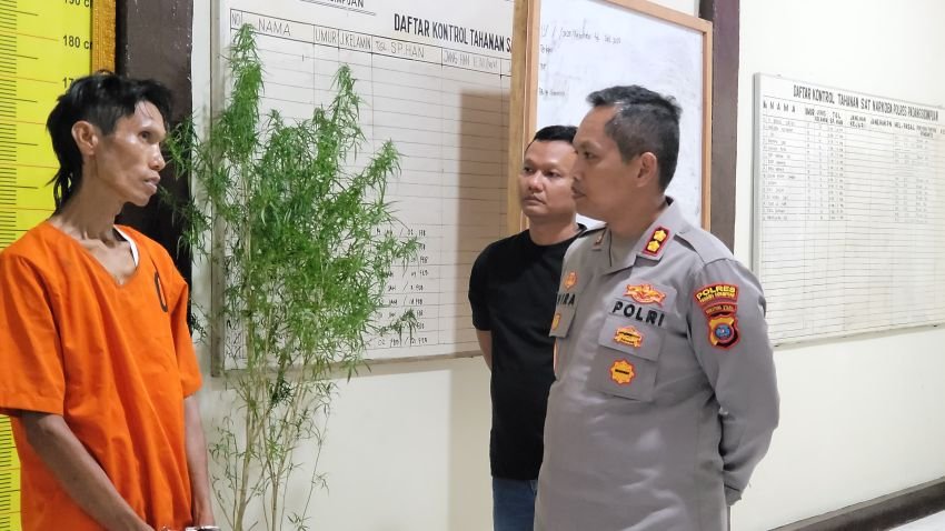 Terbongkar! Tanaman Ganja Siap Panen Ditemukan di Halaman Rumah SS di Desa Purba Tua Padangsidimpuan