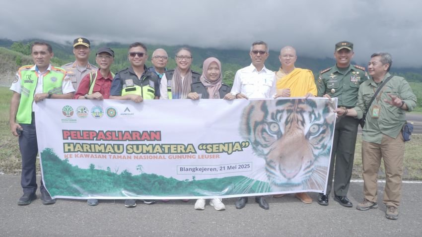 Harimau “Senja” Kembali ke Alam! PT Agincourt Resources Gunakan Helikopter untuk Pelepasliaran di TN Gunung Leuser