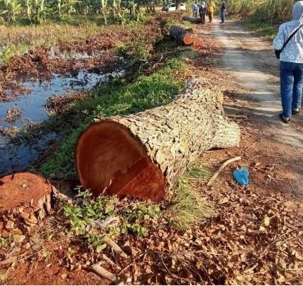 Mantan Camat Minta Penebangan Mahoni di Denai Kuala Diusut