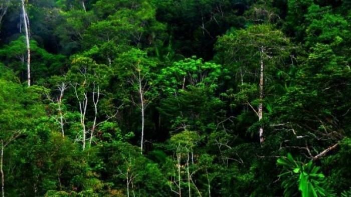 Kasus Dugaan Jual-Beli Hutan Lindung Mandek, Desakan Penetapan Tersangka untuk Kades Tanjung Medan dan Pemodal