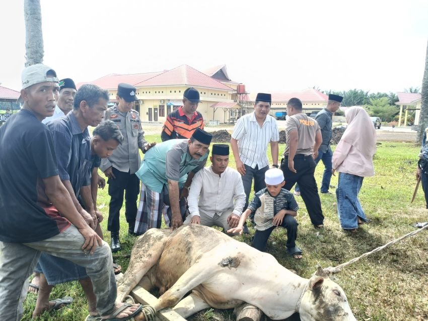 Idul Adha 1446 H, AKBP Dodik Yuliyanto Melaksanakan Pemotongan qurban Empat Ekor Sapi di Mapolres Palas