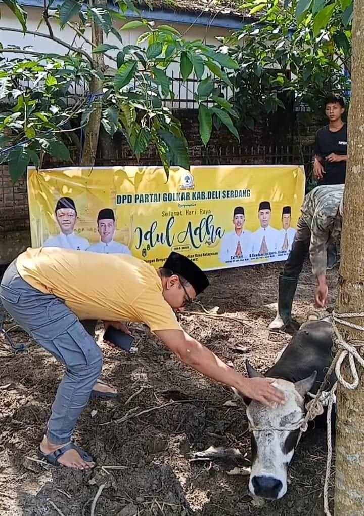 DPD Golkar Deli Serdang Sembelih Hewan Qurban, Distribusikan 361 Paket Daging