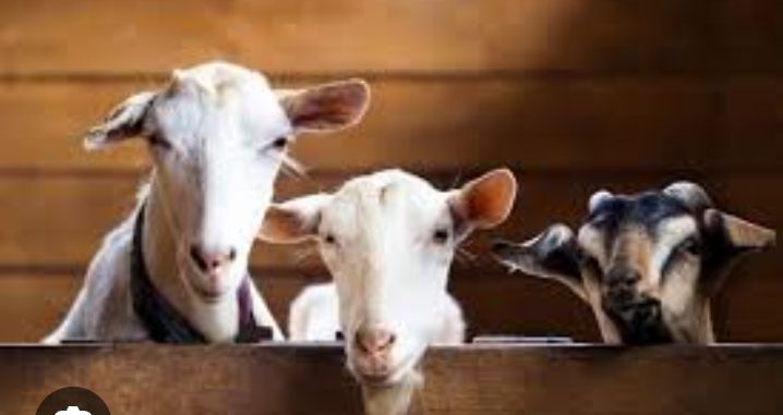 Hari Raya Idul Adha 1446 Hijriyah, T. Tinggi Sembelih 638 Ekor Sapi Dan 395 Ekor Kambing