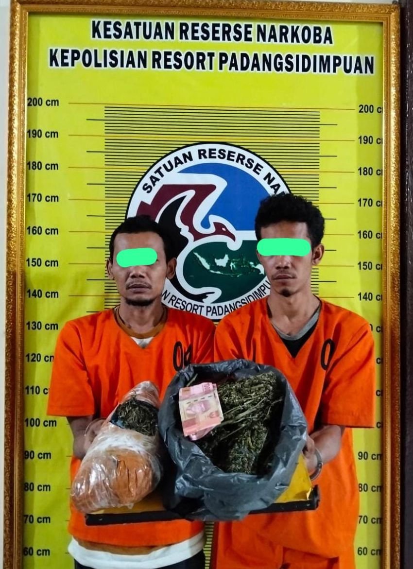 Ganja 1.160 Gram dari Madina yang Akan di Edarkan ke Batangtoru berhasil di Gagalkan Satresnarkoba Polres Padangsidimpuan,Dua Tersangka di Amankan