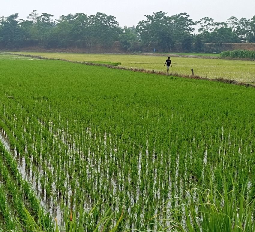 Bendungan Serdang Rp 400 Milyar Mangkrak, Petani Terpaksa Rogoh Kocek Lebih Dalam untuk Pompa Air