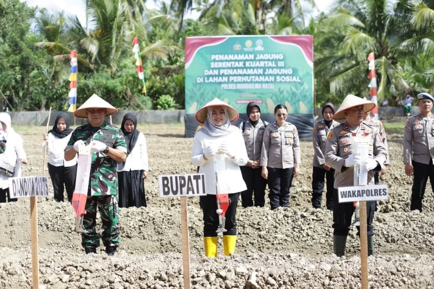Wabup Atika Nasution Sebut Jagung Komoditas Penting dalam Penguatan Ketapang dan Kesejahteraan