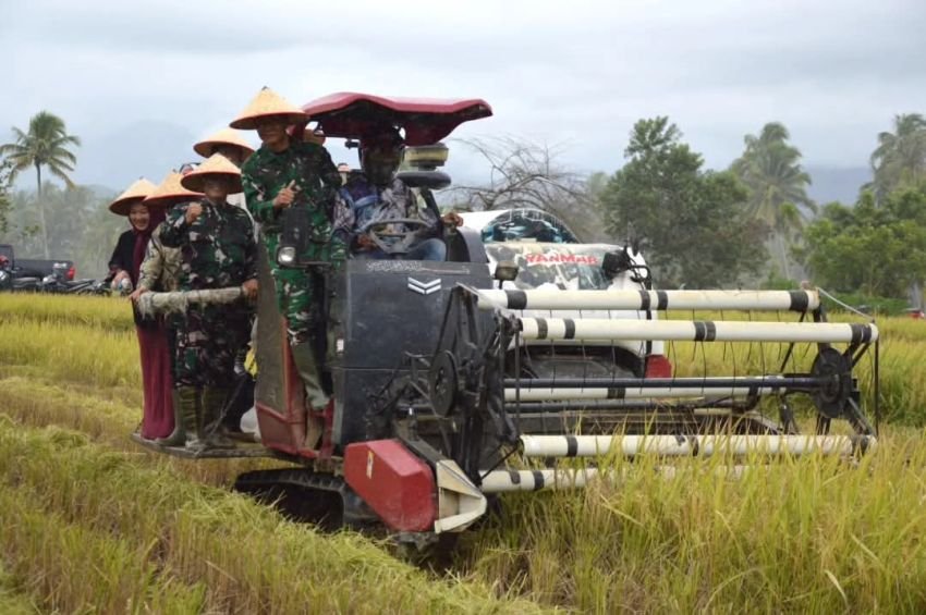 Panen Raya bersama Kodim 0212/Ts di Madina: Bukti Nyata TNI dan Petani Wujudkan Ketahanan Pangan