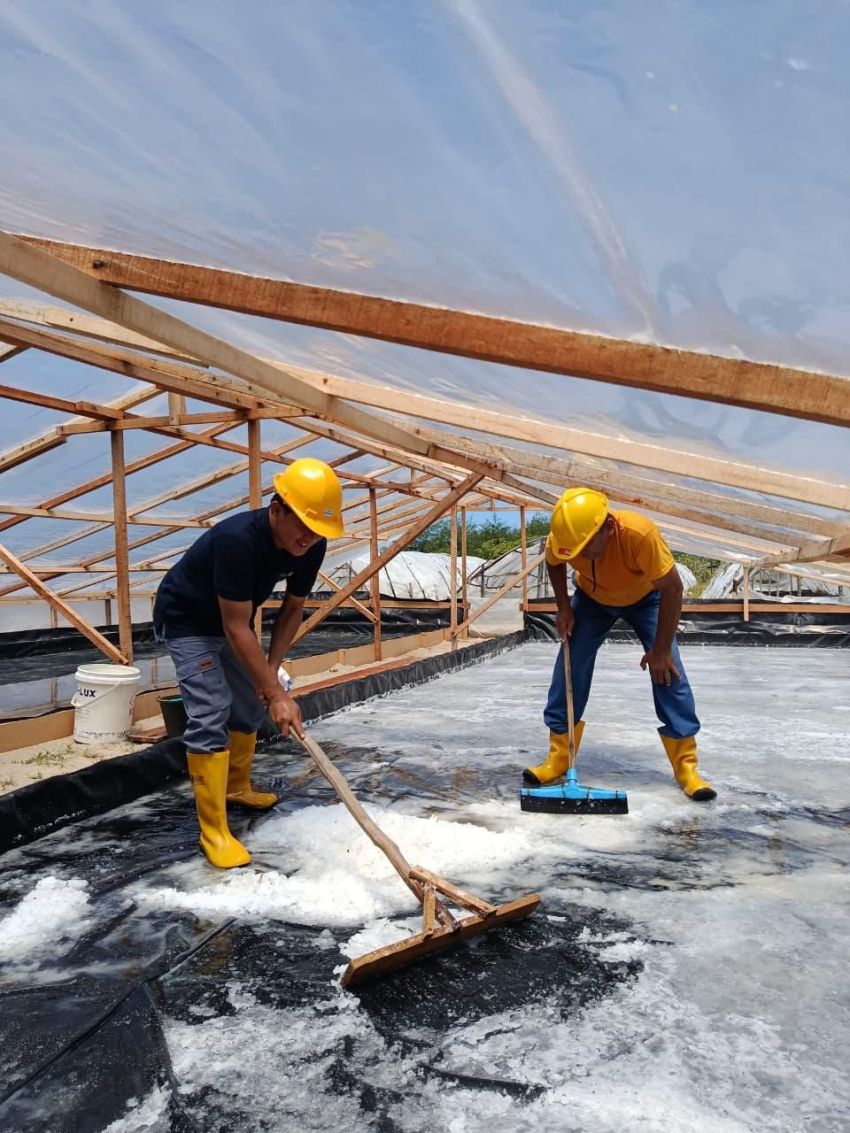 Panen Perdana Garam Aceh, PLN Hadirkan Energi Untuk UMKM