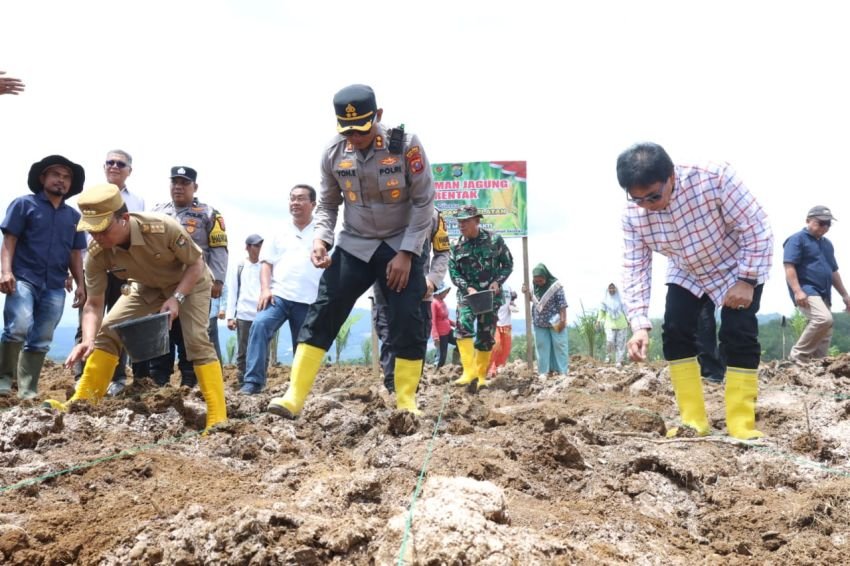 Kapolres Tapsel Bersama Forkopimda Tanam Jagung Serentak