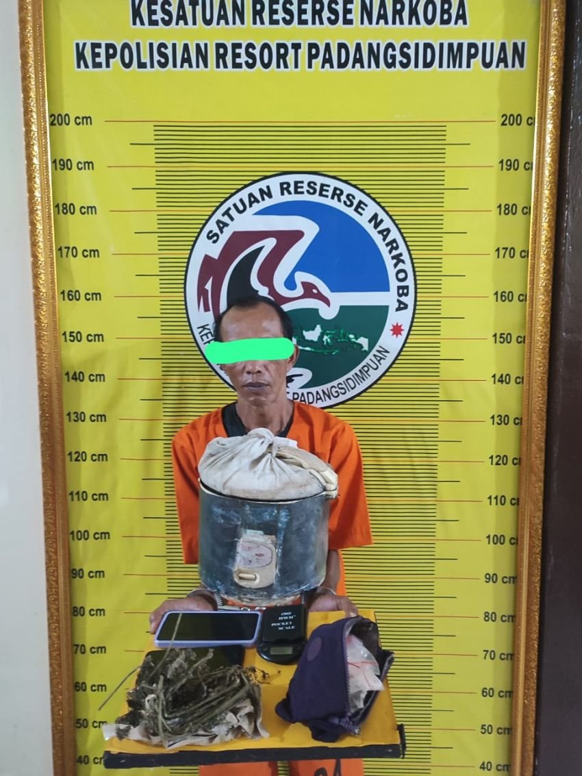 Polres Padangsidimpuan Bekuk Residivis dan Amankan Ganja Siap Edar