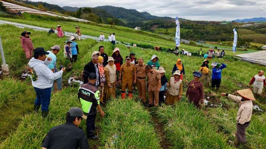 Bupati Solok Hadiri Panen Raya Bawang Merah di Rimbo Tinggi Alahan Panjang