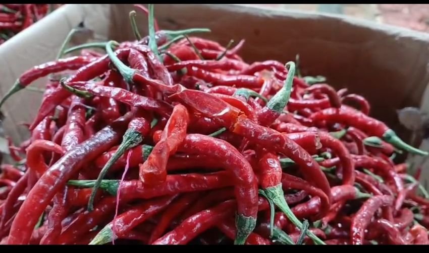 Intervensi Inflasi Sumut Jadi Fatamorgana: Harga Cabai Masih Membara di Pasar Tradisional
