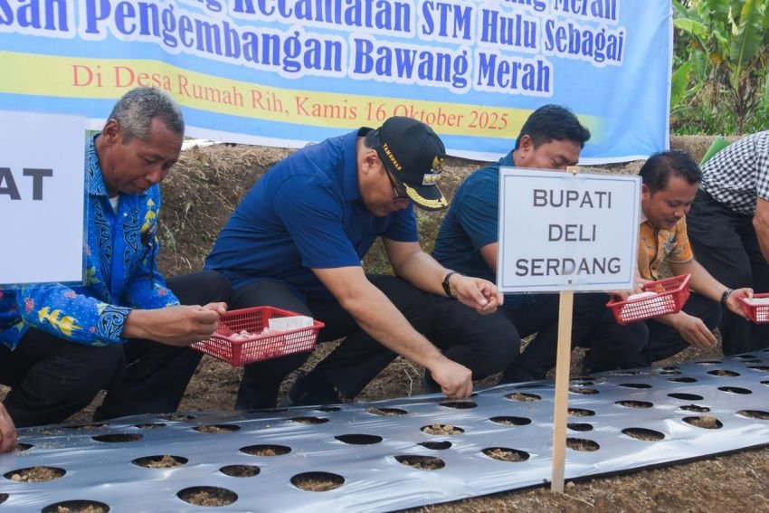 STM Hulu Diproyeksikan Sebagai Sentra Bawang Merah