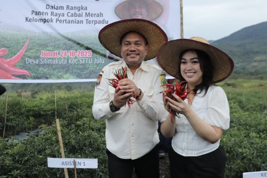 Bupati Bersama Ketua PKK Kab.Pakpak Bharat Panen Cabe Merah Di Kec.Sttu Julu