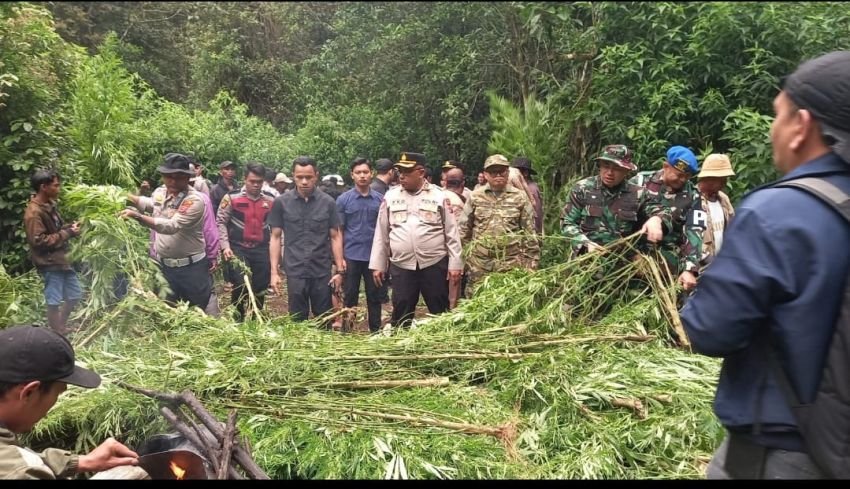 Polres Tanah Karo Bongkar Ladang Ganja di Perbukitan Pancur Batu, 400 Batang Tanaman Dimusnahkan