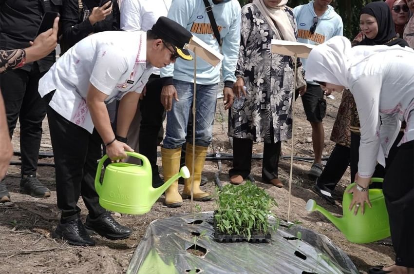 Bupati Putra Mahkota Tanam Cabai Merah Bersama PKK Padang Lawas, Dorong Ketahanan Pangan dan Pemberdayaan Petani Lokal