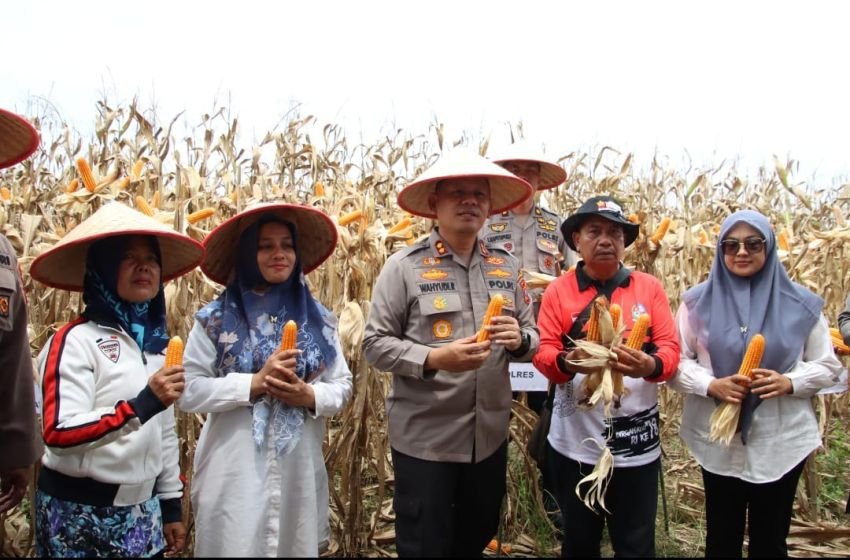 Polres Pelabuhan Belawan Laksanakan Panen Raya Jagung Program Ketahanan Pangan
