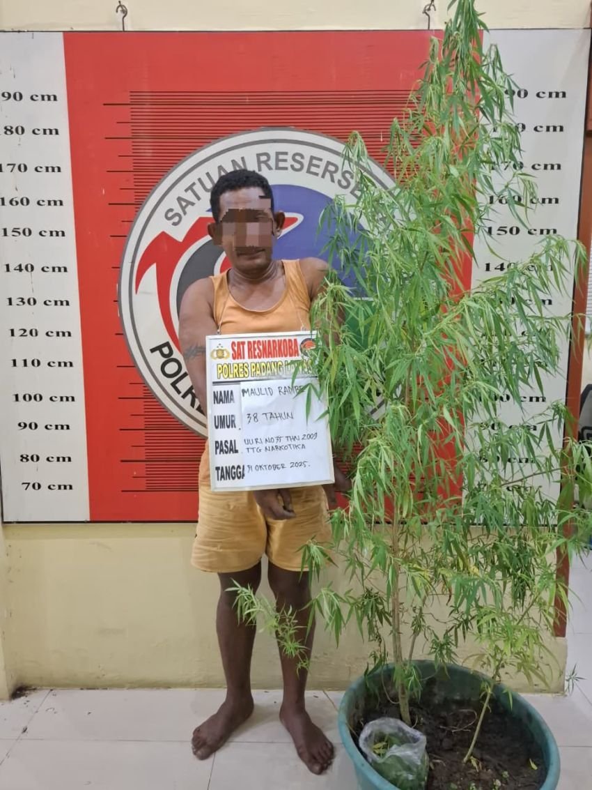 Nekat Tanam Ganja di Pekarangan Rumah, Pria di Padang Lawas Ditangkap Satrenarkoba Polres Palas Tanpa Perlawanan