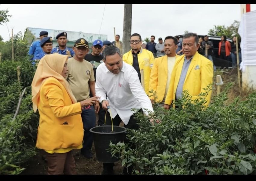 Bupati Bersama Anggota DPR RI Dan DPRD Pakpak Bharat Panen Cabai Merah