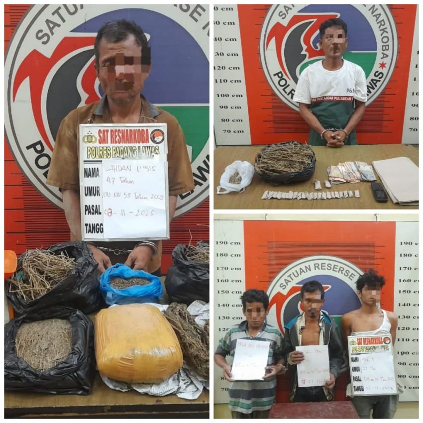 Satresnarkoba Polres Palas Bongkar Sindikat Narkotik, Bandar dan Pengedar Ganja Diciduk