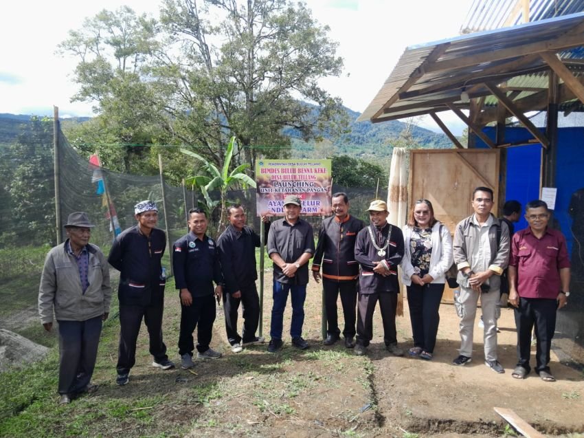BUMDes Nduma Farm Desa Buluhtellang Resmi Luncurkan Peternakan Ayam Petelur, Dorong Ketahanan Pangan dan Ekonomi Warga