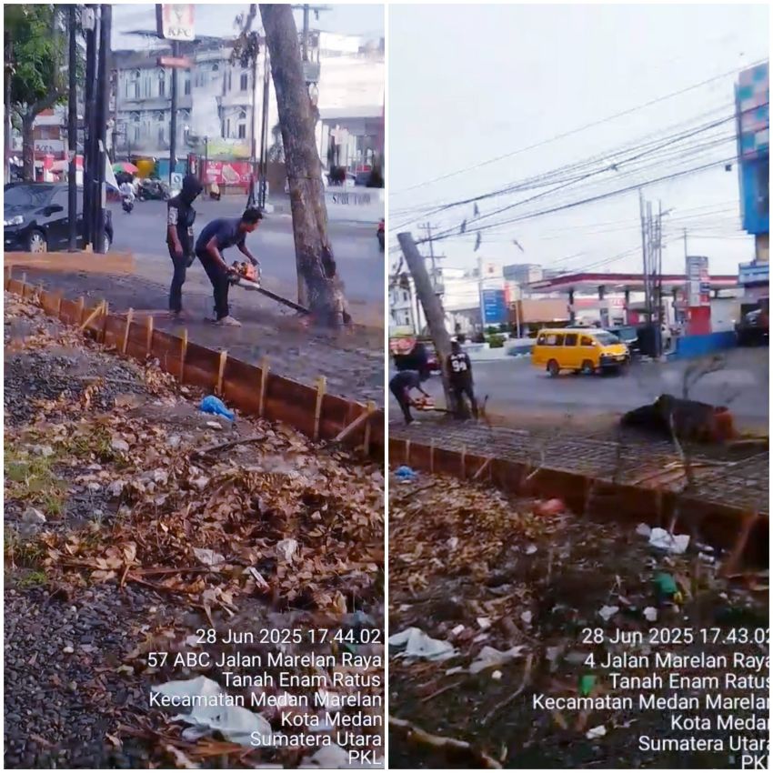 Kepling VIII Tanah Enam Ratus Diduga Tutup Mata Adanya Penebangan 2 Pohon Mahoni