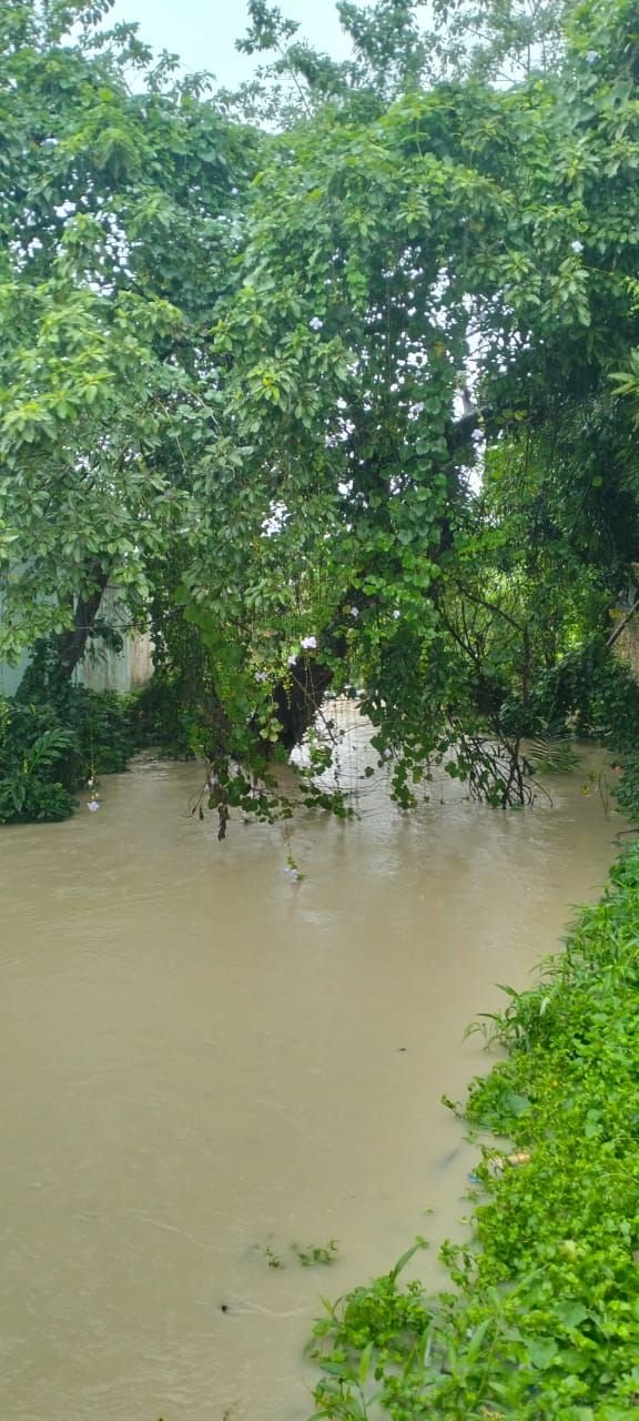 Warga Minta Pemotongan Pohon Liar di Paret Jalur Dua Batang Kuis, Aliran Air Tersumbat dan Timbulkan Penumpukan Sampah