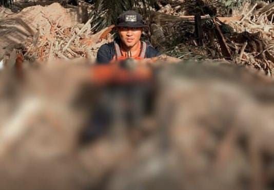 Tragis, Orangutan Tapanuli Ditemukan Mati Saat Relawan SAR Susuri Lokasi Banjir dan Longsor di Garoga Tapsel