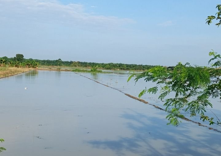 Puluhan Hektar Sawah Baru Tanam di Desa Paya Gambar Terendam Lima Hari, Petani Terancam Gagal Tanam