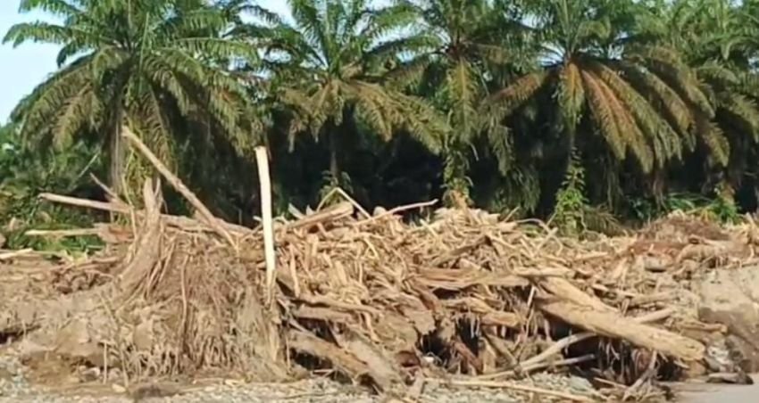 Bupati Gus Irawan Berani Ungkap Daftar PHAT Diduga Terlibat Penebangan Kayu Tapsel, Soroti Kemenhut dan Sistem SIPUHH